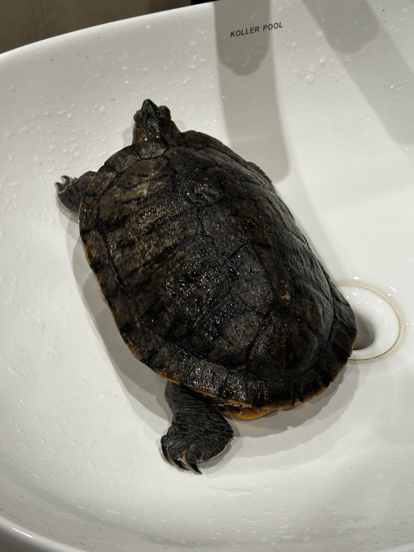 Віддам черепаху в хороші руки