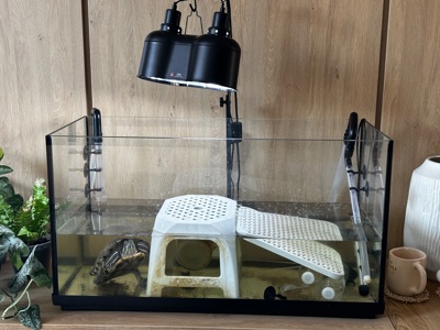 Віддам черепаху в хороші руки