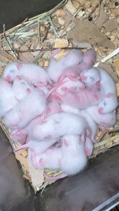 Мастомис белые мыши