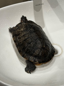 Віддам черепаху в хороші руки