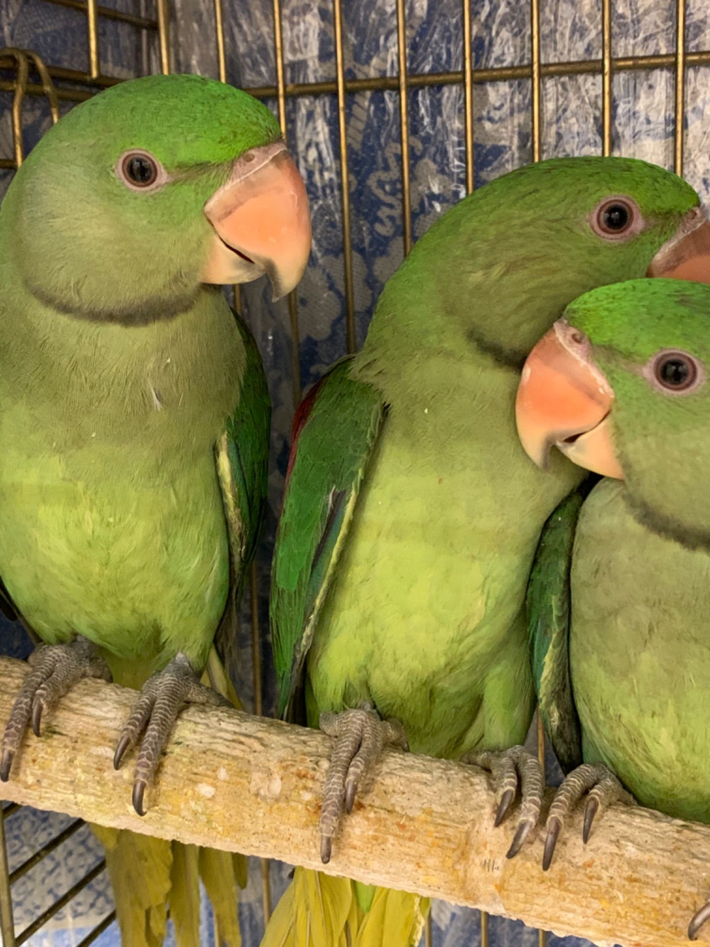 Ожереловий Олександрійський папуга молоді