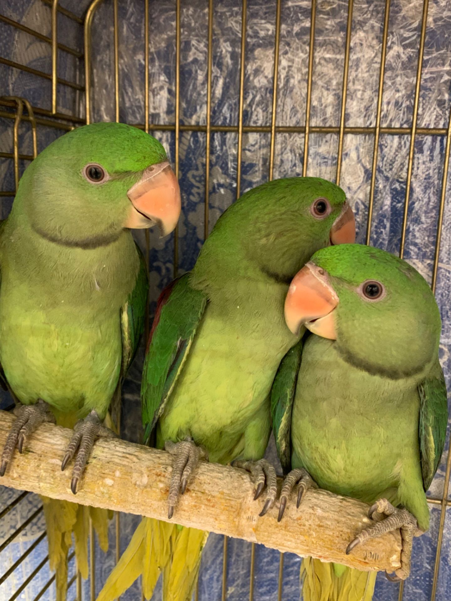 Ожереловий Олександрійський папуга молоді