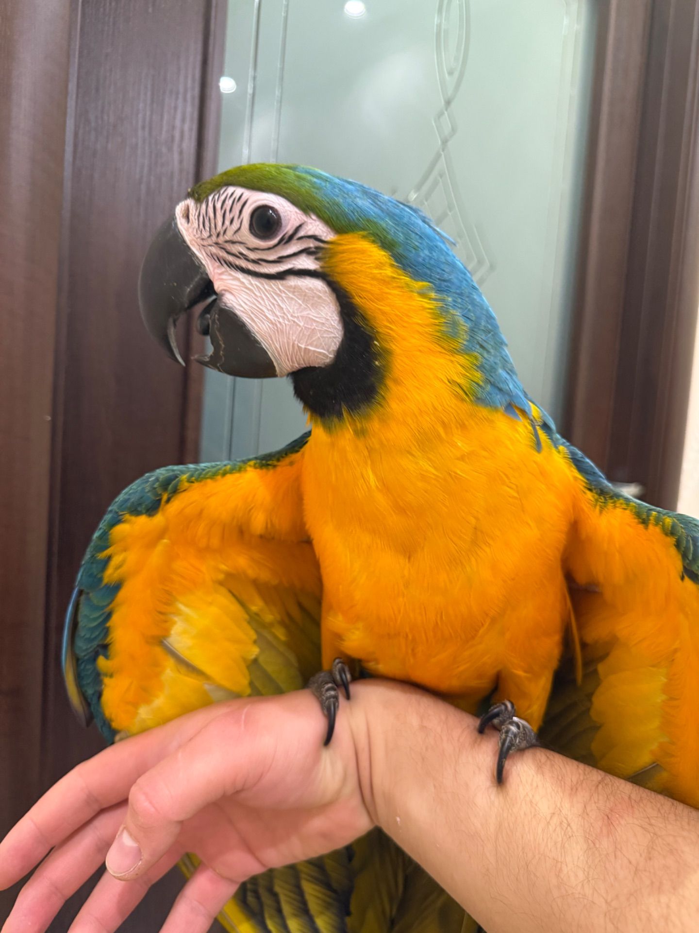 Синьо жовтий папуга Ара