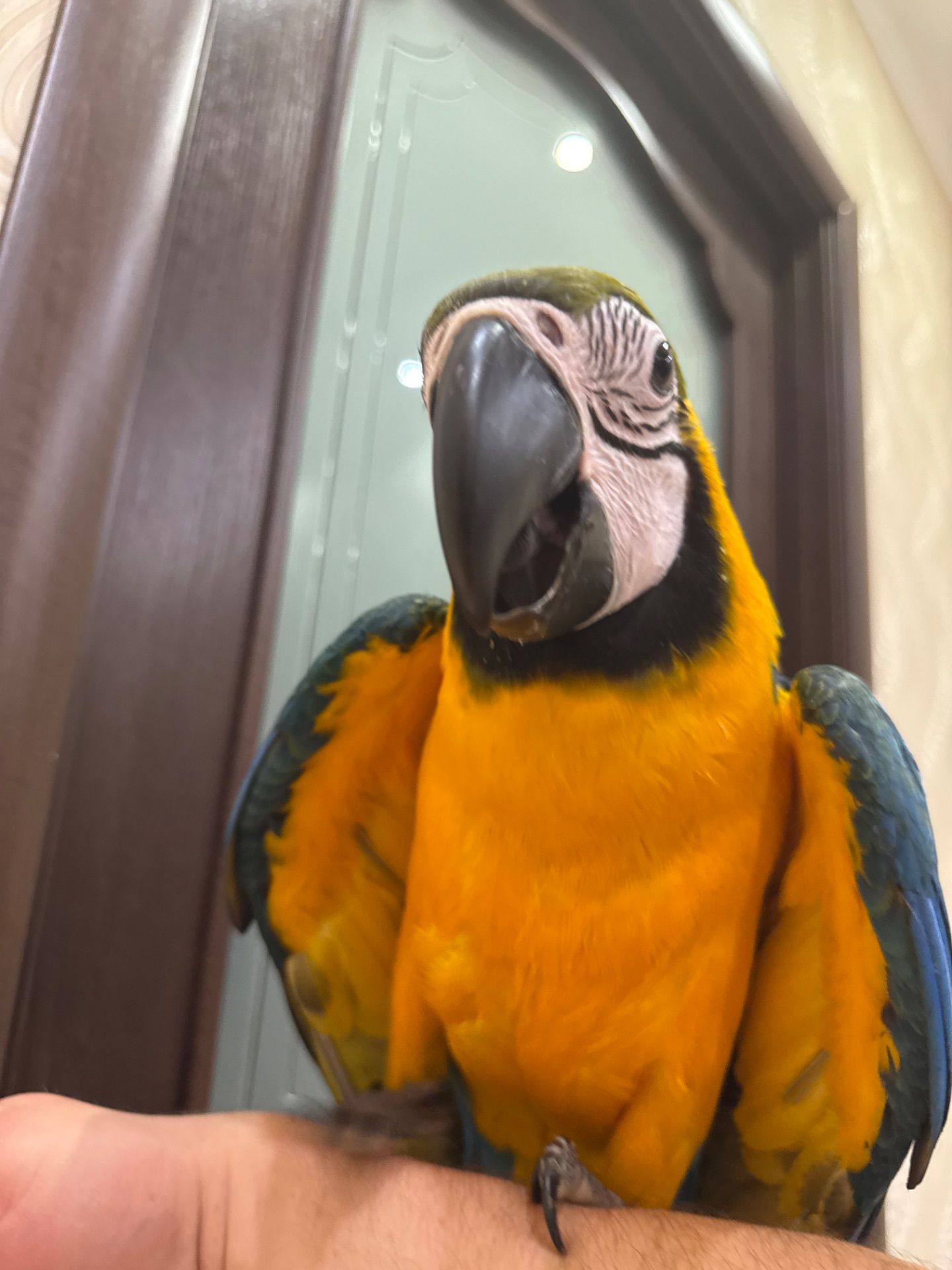 Синьо жовтий папуга Ара