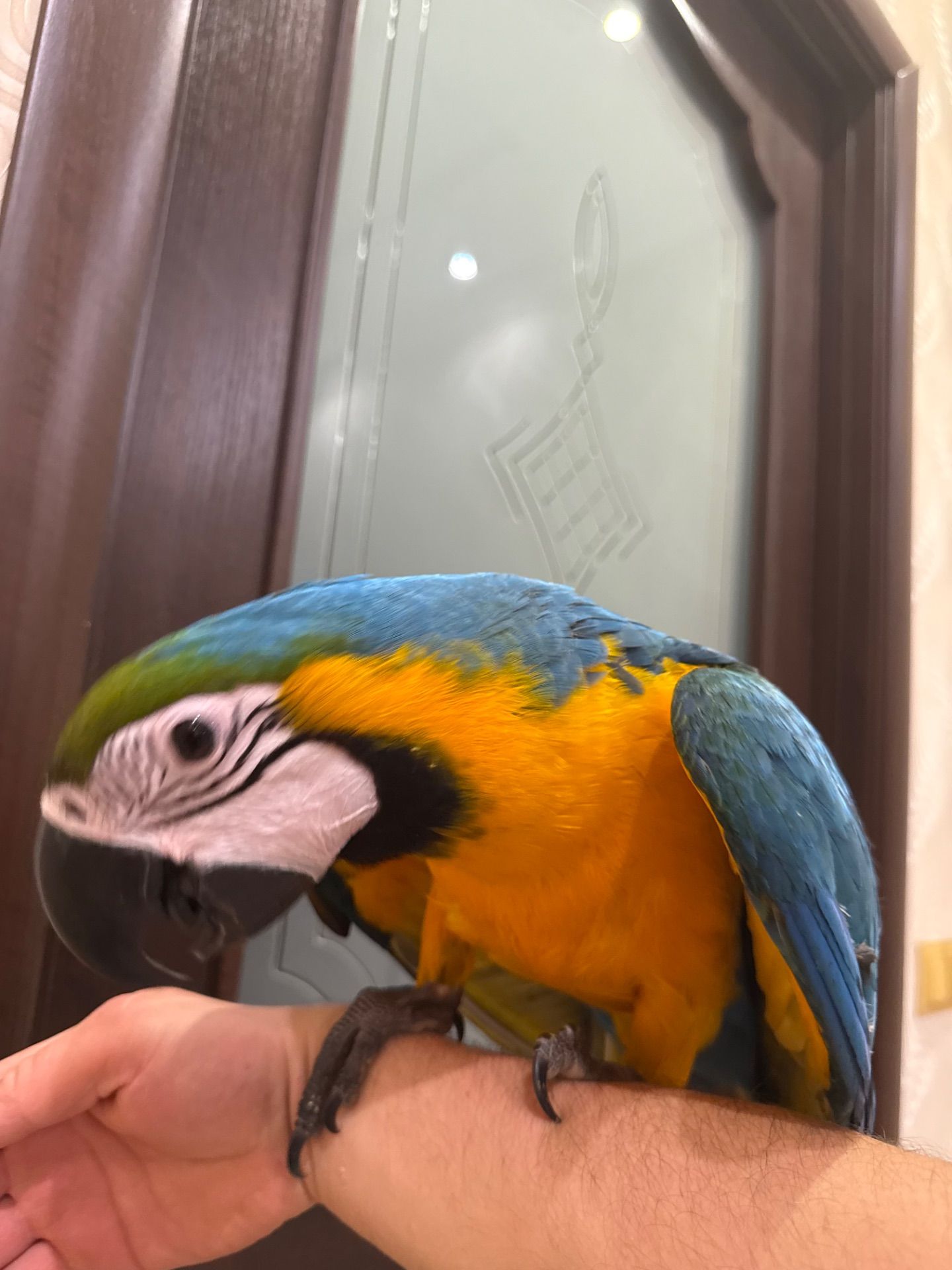 Синьо жовтий папуга Ара