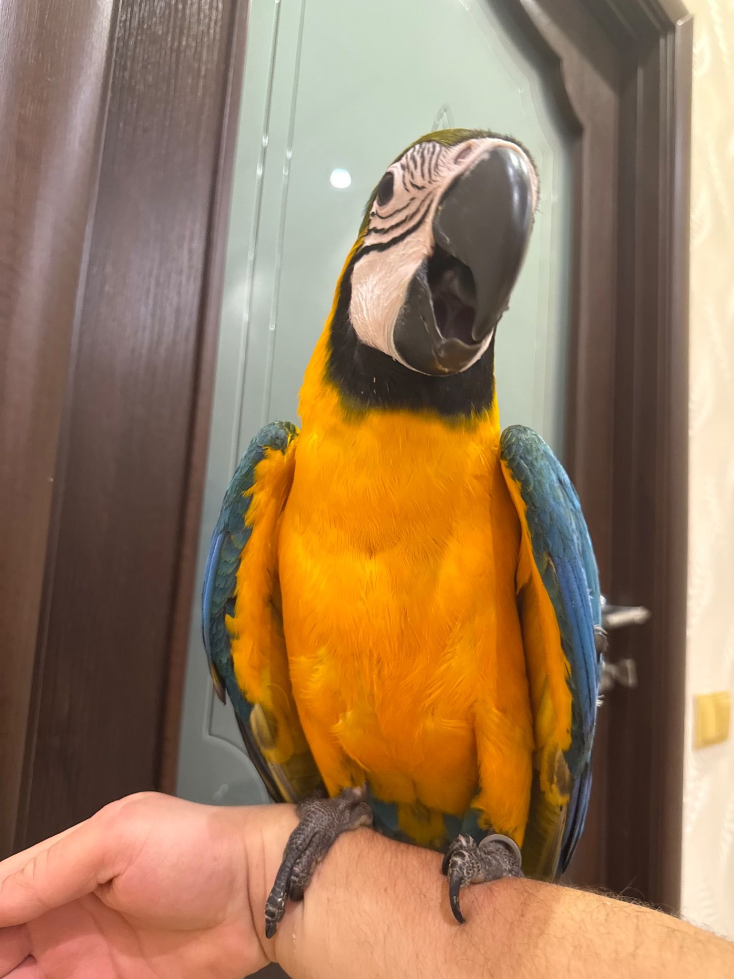 Синьо жовтий папуга Ара