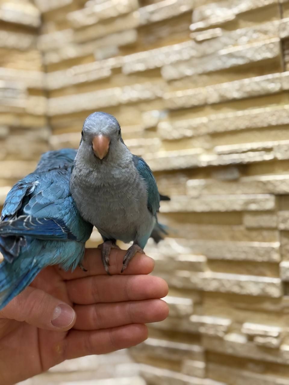 Синие птенцы выкормыши ручные полностью