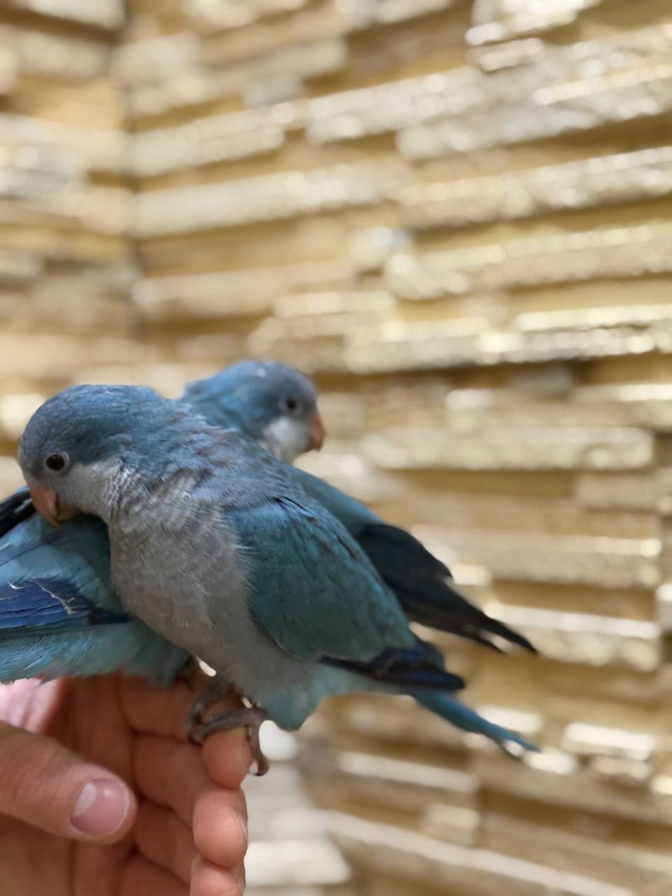 Синие птенцы выкормыши ручные полностью