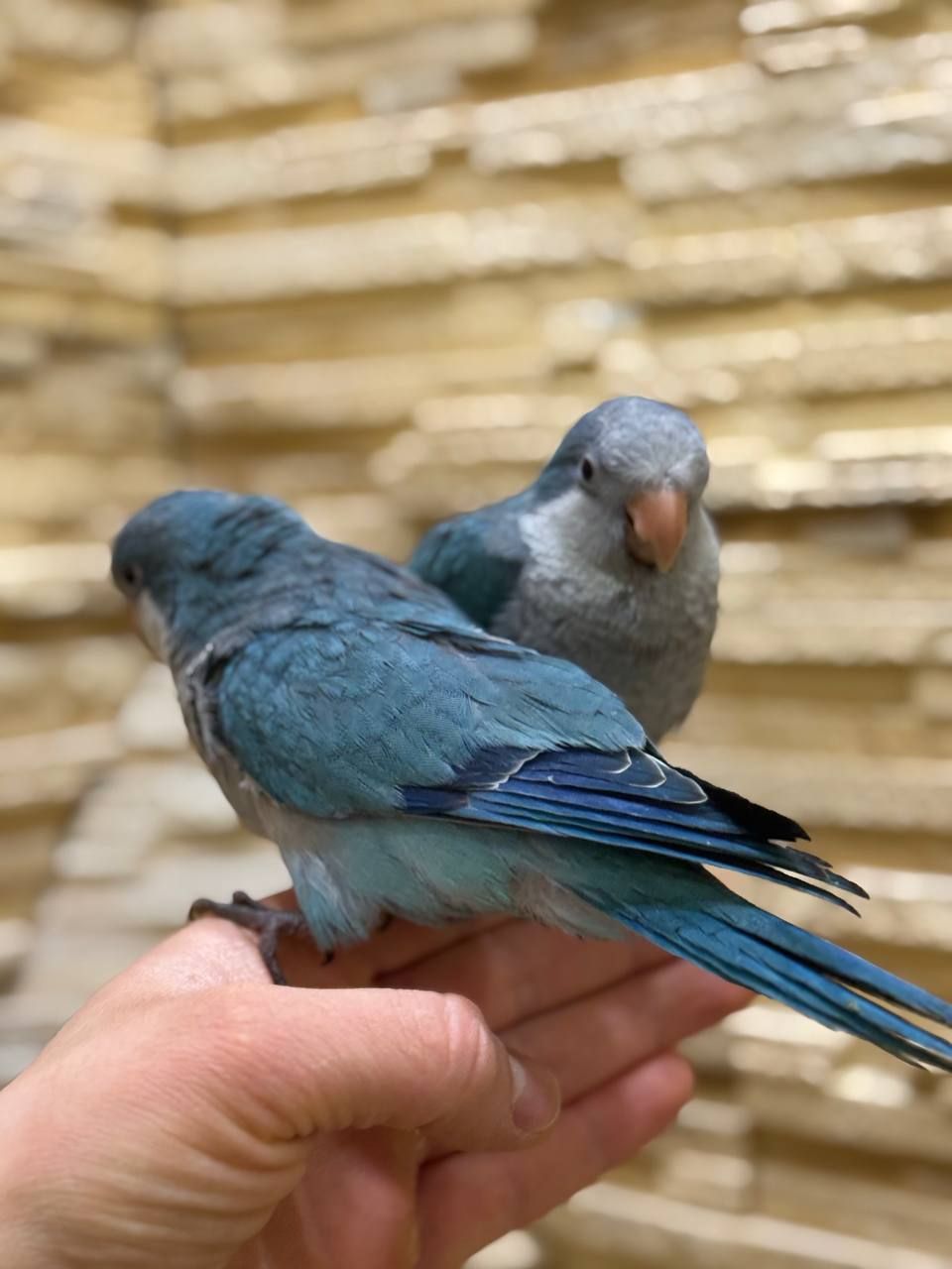 Синие птенцы выкормыши ручные полностью