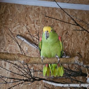 Жовтолобий амазон