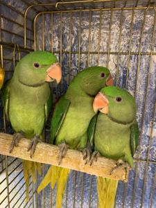 Ожереловий Олександрійський папуга молоді