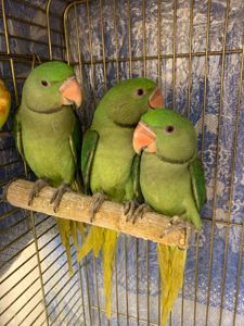 Ожереловий Олександрійський папуга молоді