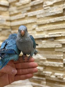 Синие птенцы выкормыши ручные полностью