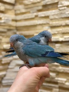 Синие птенцы выкормыши ручные полностью