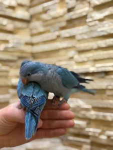 Синие птенцы выкормыши ручные полностью