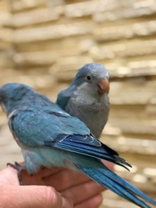 Синие птенцы выкормыши ручные полностью