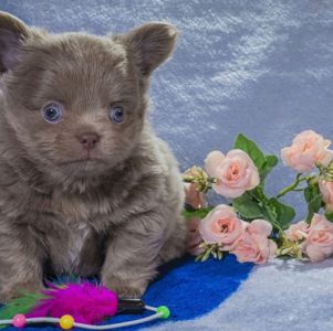 Цуценя чихуахуа, хлопчик, baby face! Документи КСУ