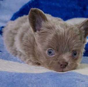 Цуценя чихуахуа, хлопчик, baby face! Документи КСУ