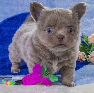 Цуценя чихуахуа, хлопчик, baby face! Документи КСУ