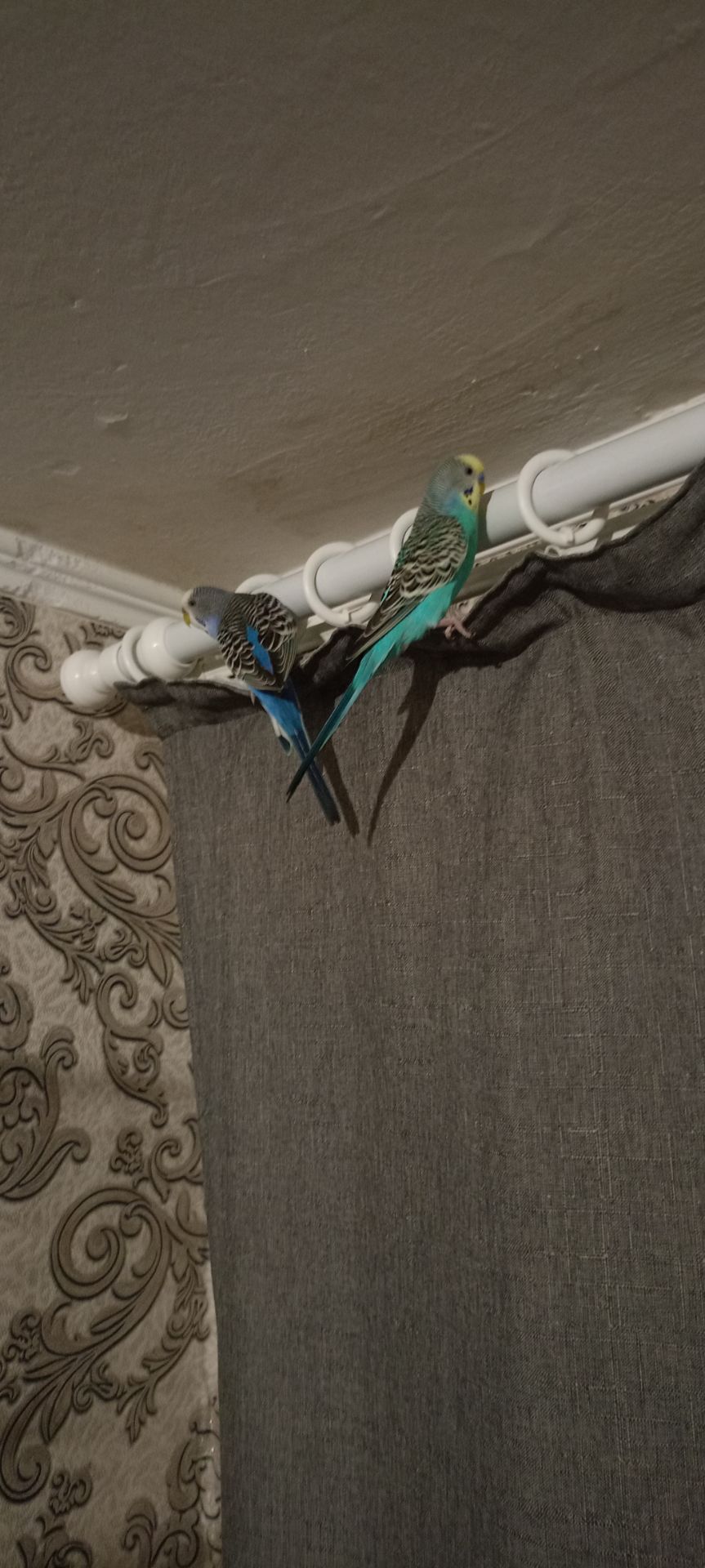 Хвилясті папуги пара