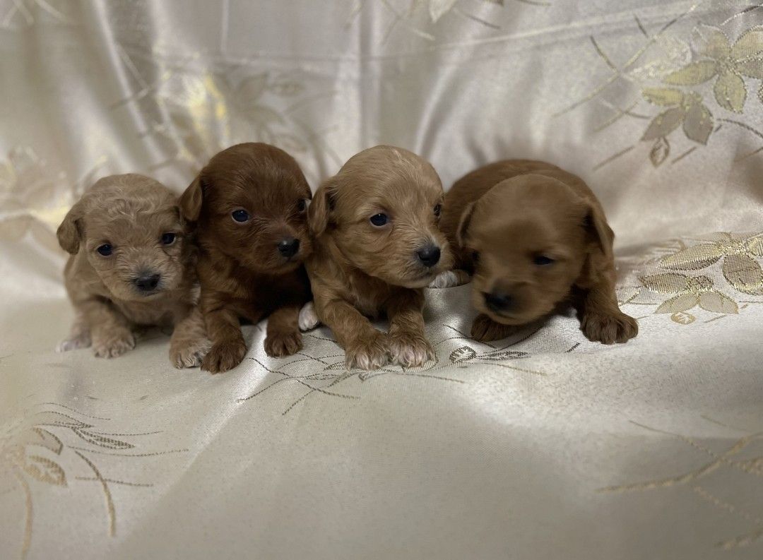 Продам мальтіпушки