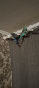 Хвилясті папуги пара