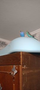 Хвилясті папуги пара