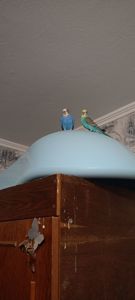 Хвилясті папуги пара