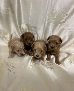 Продам мальтіпушки