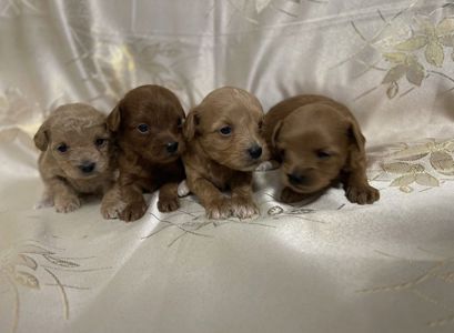 Продам мальтіпушки