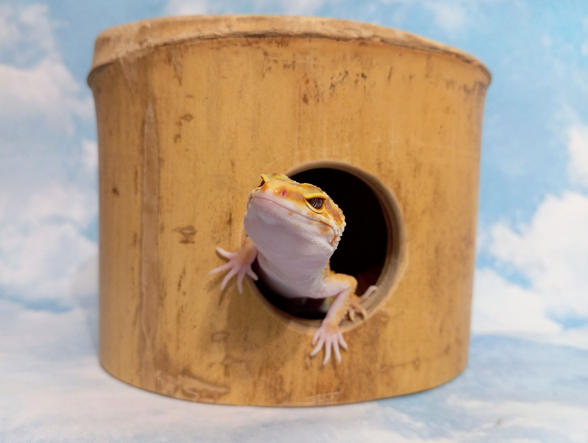 Ящірка. Леопардовий гекон. Еублефр