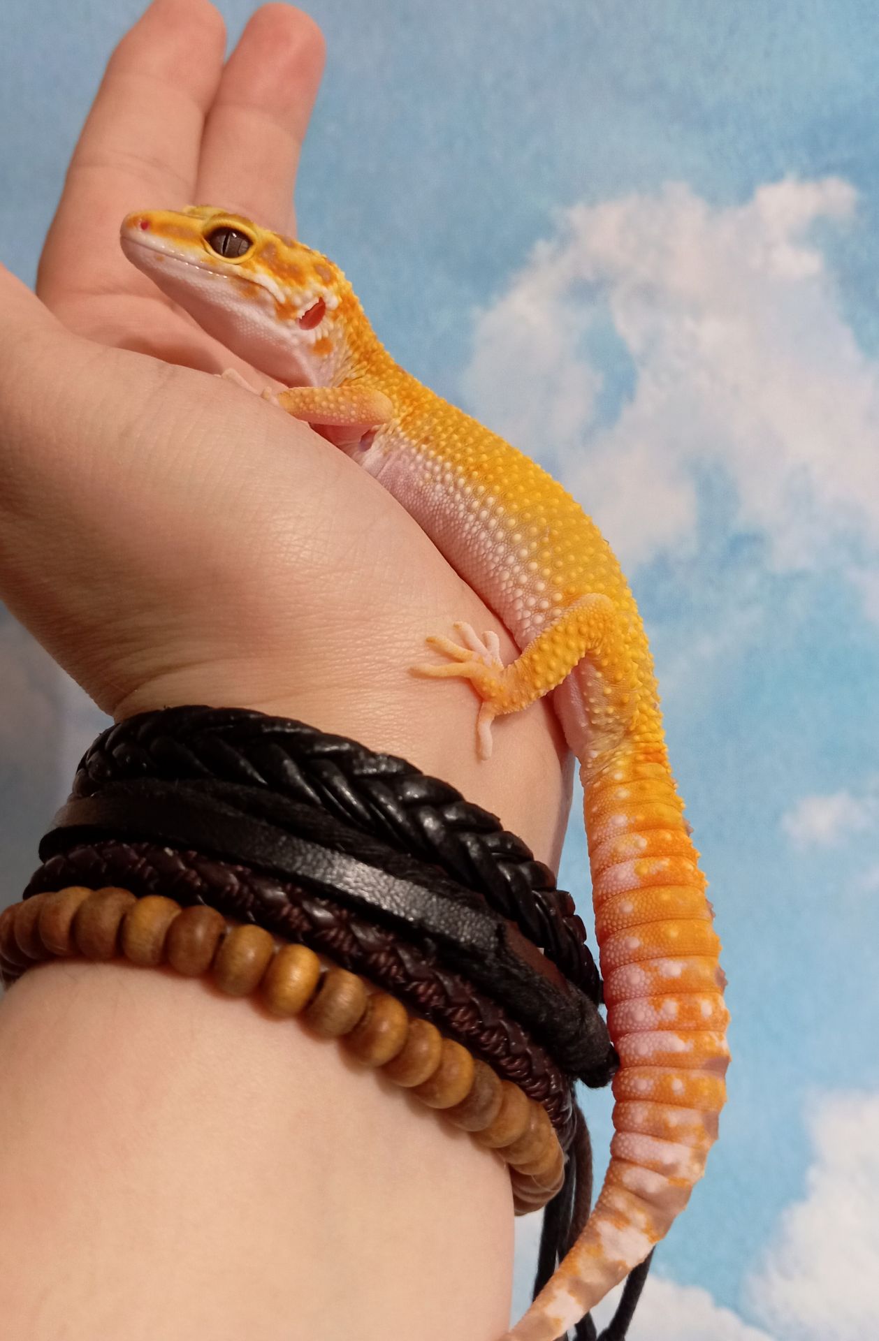 Ящірка. Леопардовий гекон. Еублефр