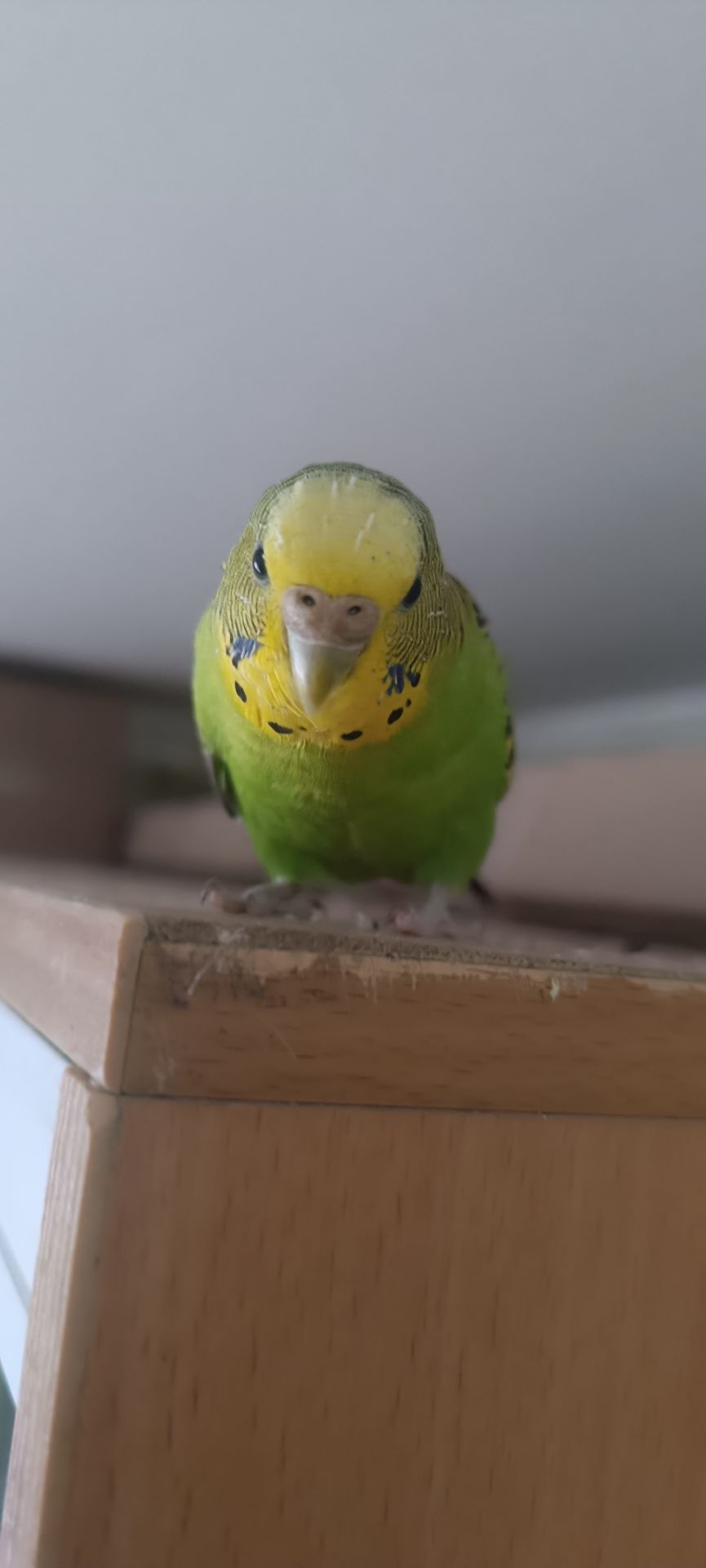 Хвиляста Папужка Ксенія