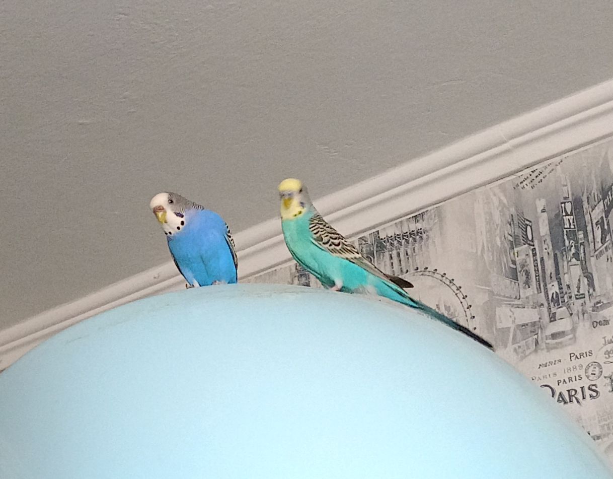 Хвилясті папуги пара