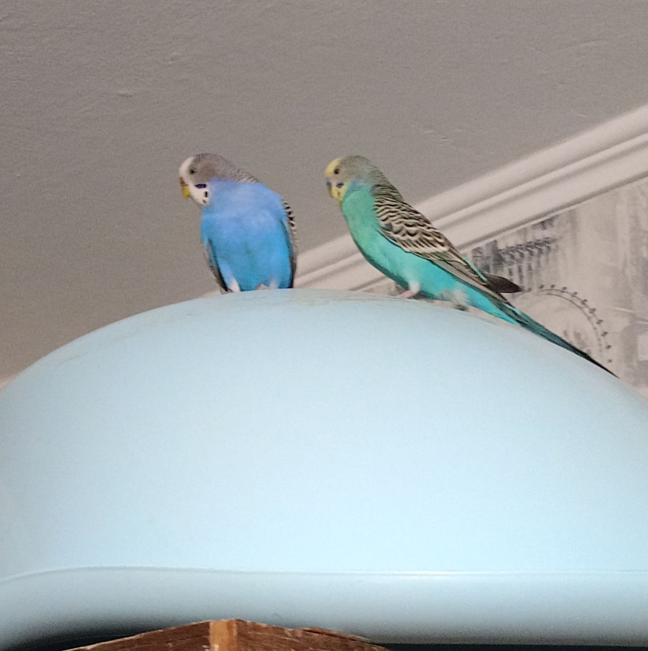 Хвилясті папуги пара