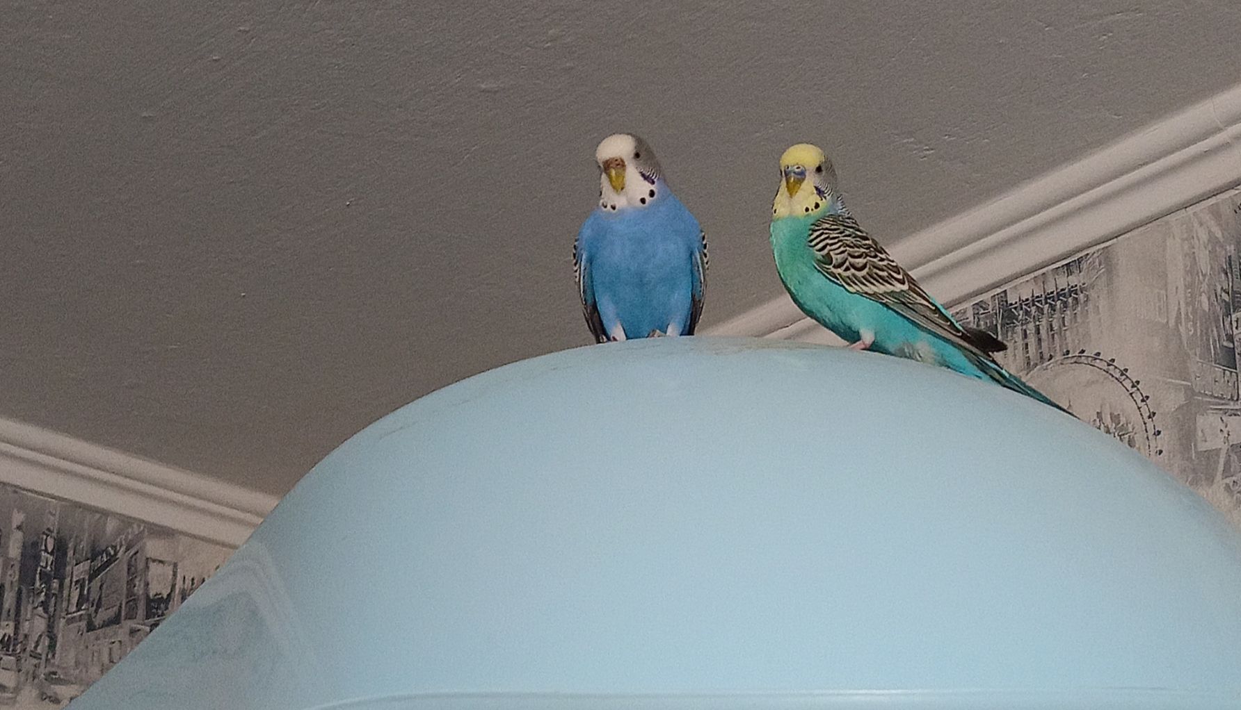 Хвилясті папуги пара