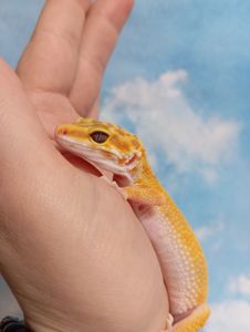 Ящірка. Леопардовий гекон. Еублефр