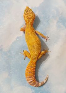 Ящірка. Леопардовий гекон. Еублефр