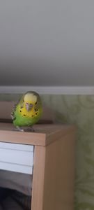 Хвиляста Папужка Ксенія