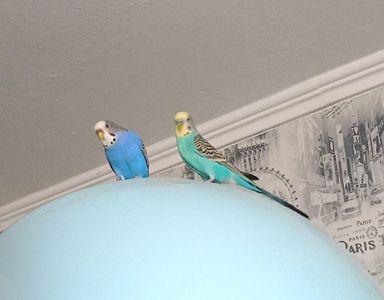 Хвилясті папуги пара