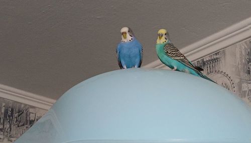 Хвилясті папуги пара