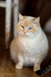 Соняшна Віскі, дівчинка