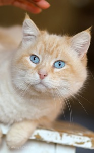 Соняшна Віскі, дівчинка