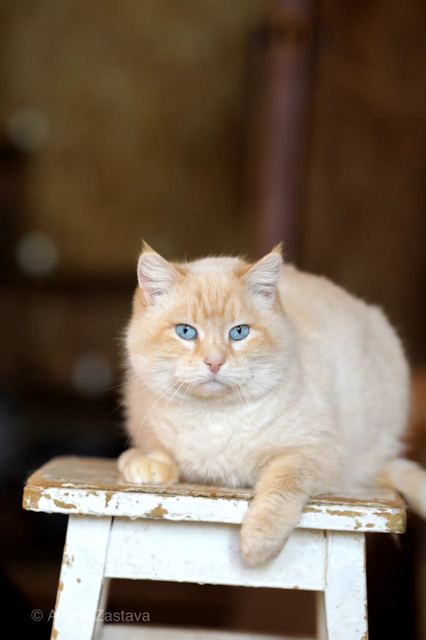 Соняшна Віскі, дівчинка