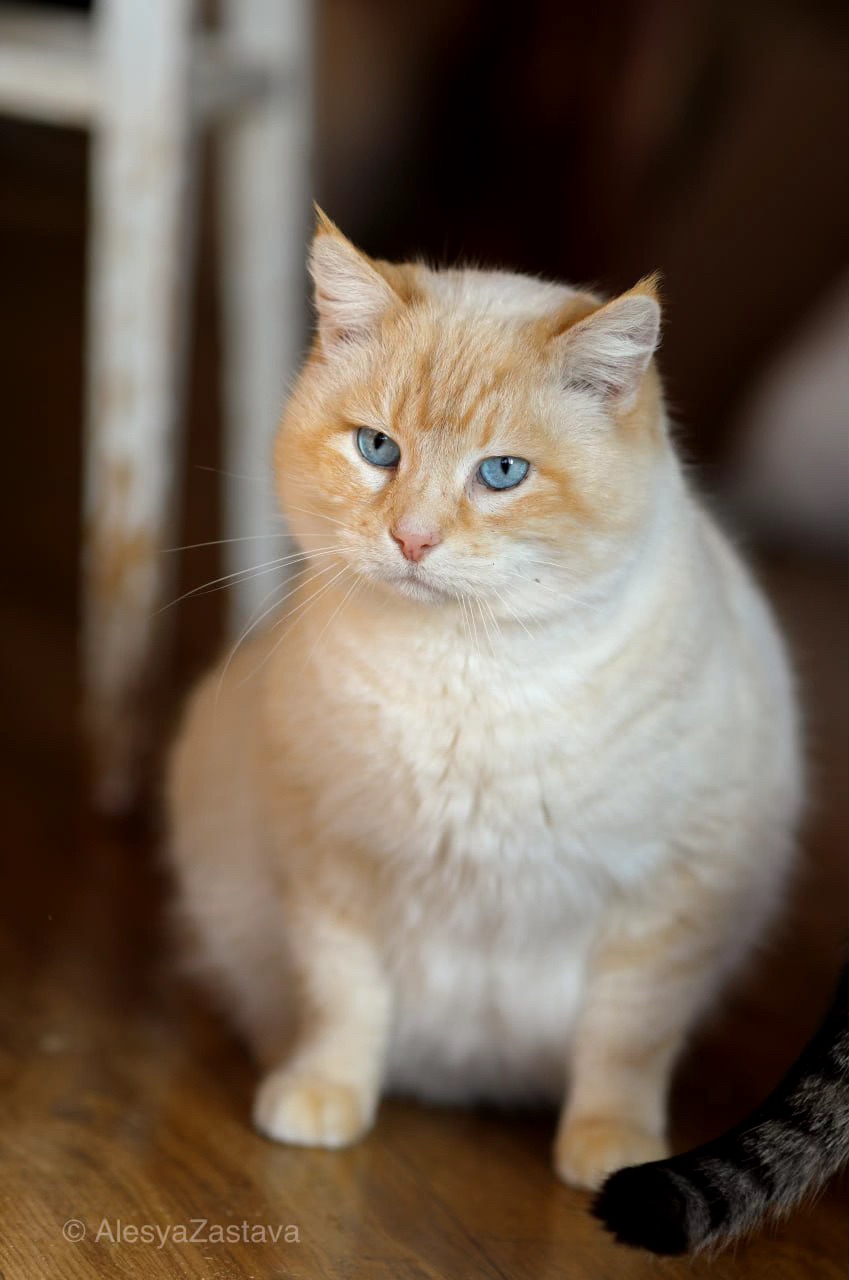 Соняшна Віскі, дівчинка