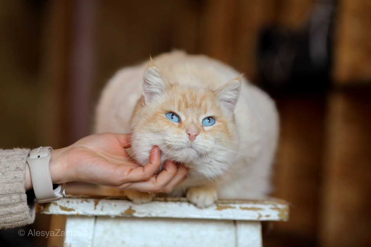 Соняшна Віскі, дівчинка