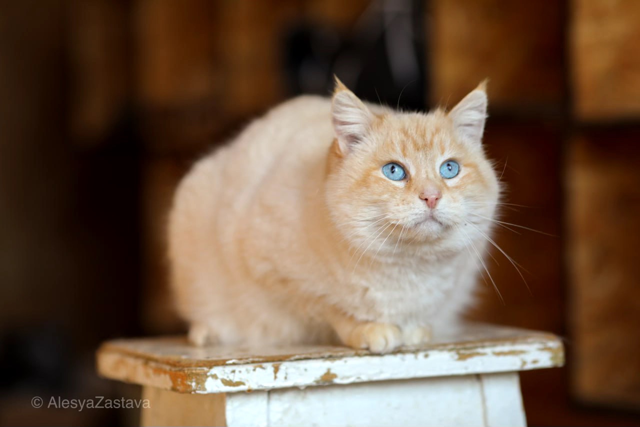 Соняшна Віскі, дівчинка