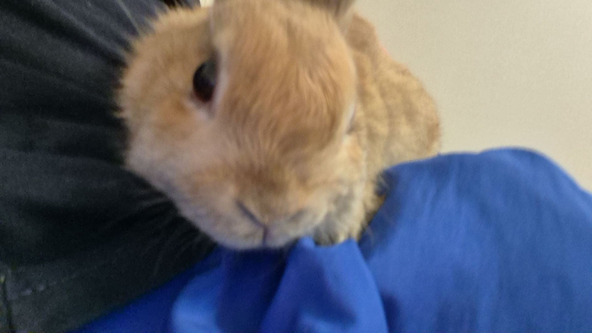 Нидерландский Кролик