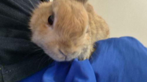 Нидерландский Кролик