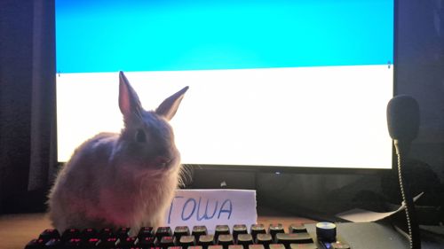 Нидерландский Кролик